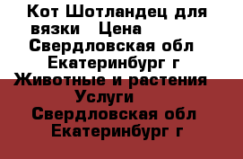 Кот Шотландец для вязки › Цена ­ 1 500 - Свердловская обл., Екатеринбург г. Животные и растения » Услуги   . Свердловская обл.,Екатеринбург г.